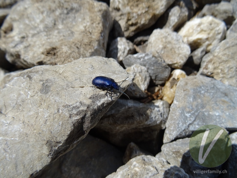 Blauer Erlenblattkäfer: Übersicht